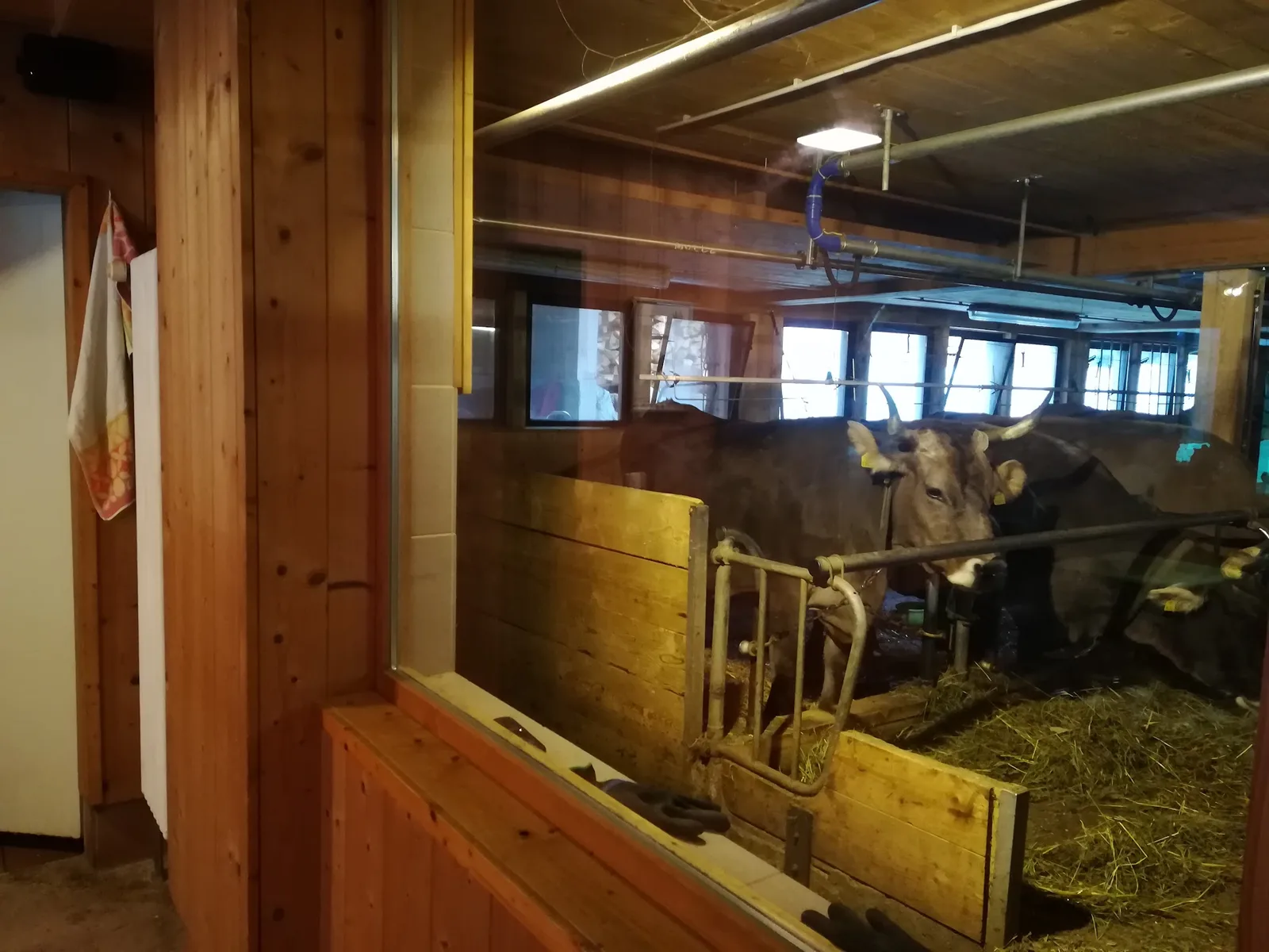 Blick vom Hofladen durch eine Scheibe in den Kuhstall