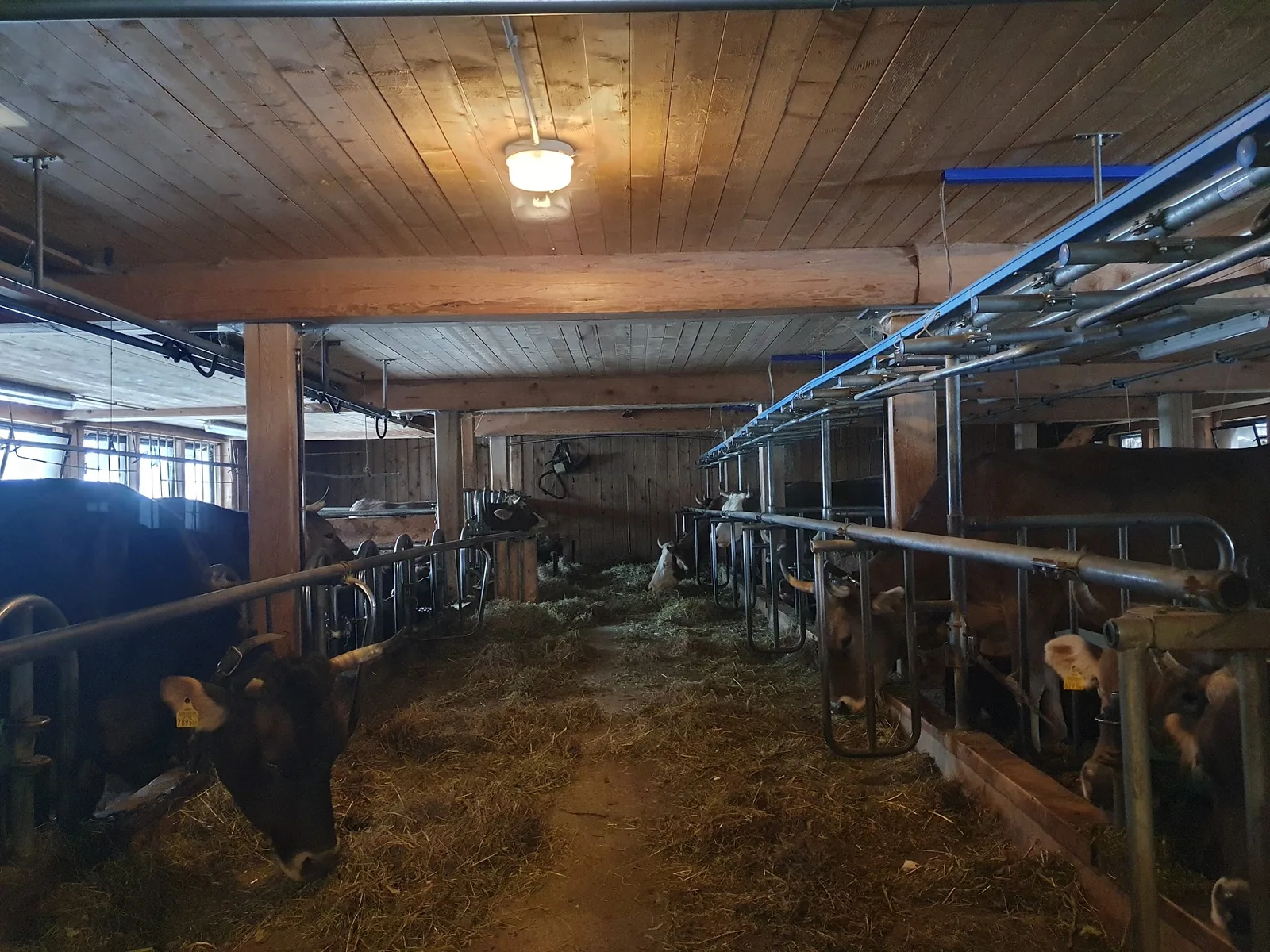 Kühe im Stall des Biohofs